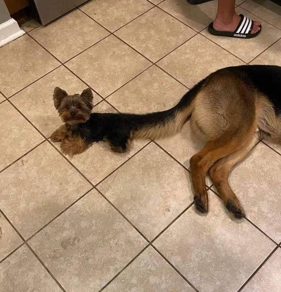 Фото приколы: индийские воска, пухлая собака за рулём и модный попугай