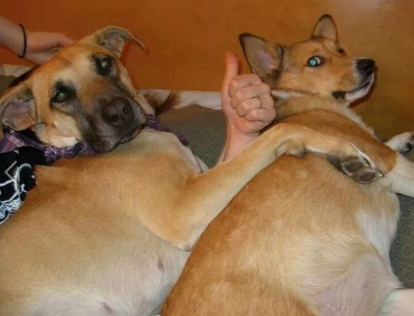 Кажется, показалось (15 фото)