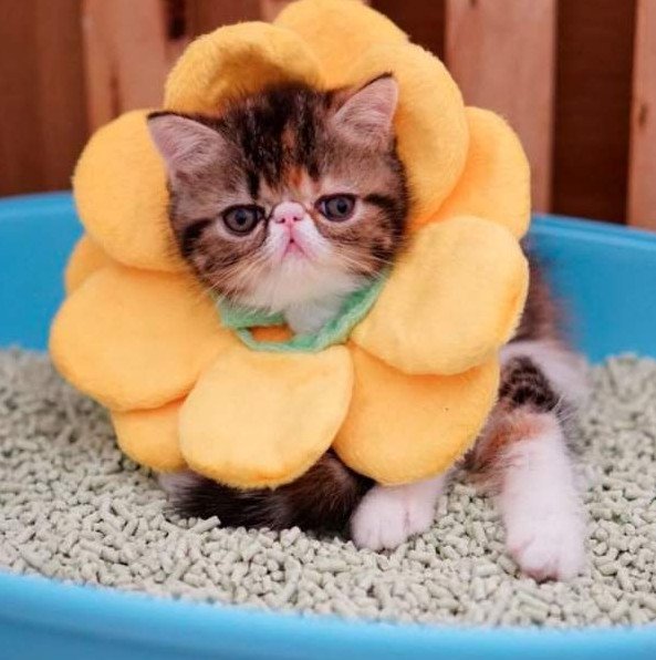 Юмор: Милые забавные коты