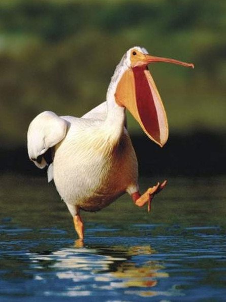 Юмор: Пеликан забавнй