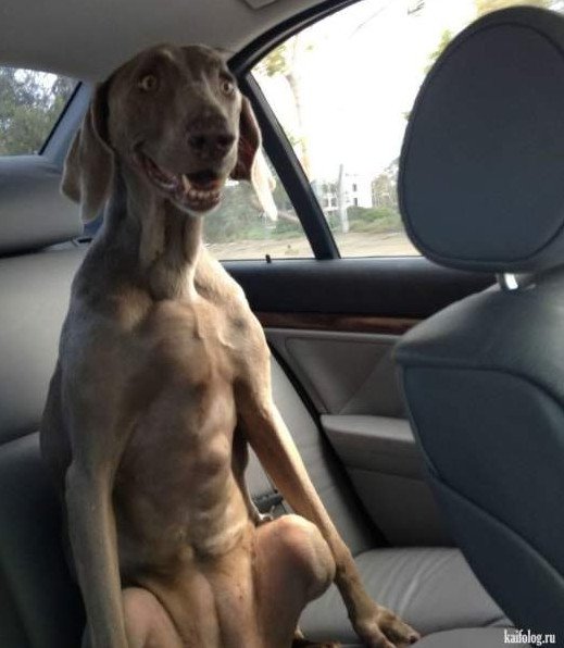 Юмор: Собака в машине прикол