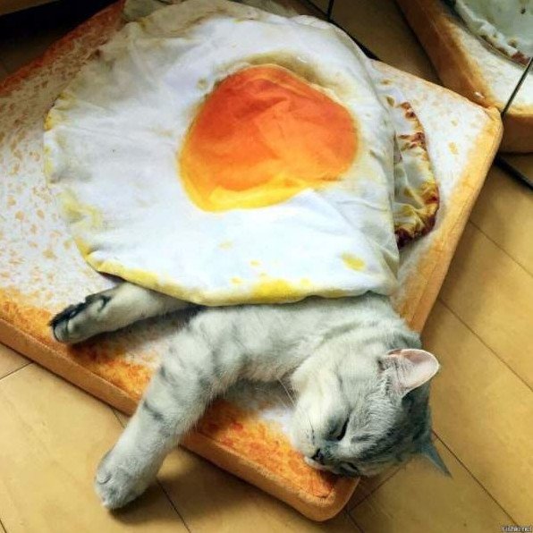 Юмор: Утро котики забавно