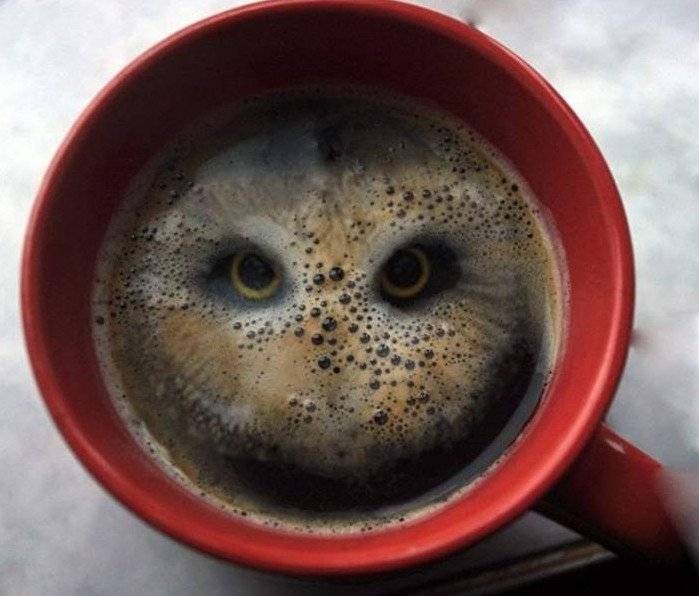 Прикол: Совенок с чашечкой кофе: смешные утренние животные и креативная подача кофе