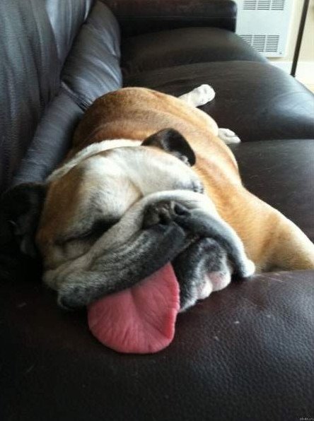 Прикол: Забавные спящие собаки