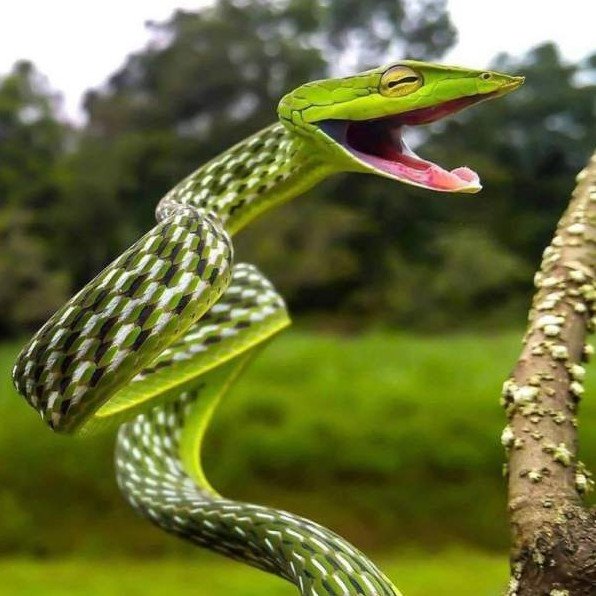 Прикол: Змея прикол