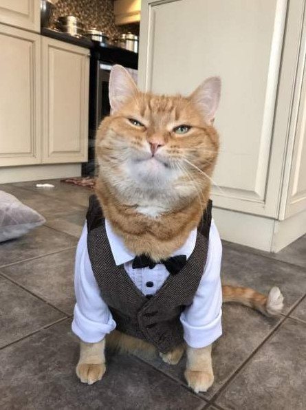 Смешно - Котэ приколы