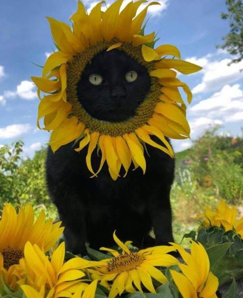 Смешно - Прикольные подсолнухи: от смешного до страшного!