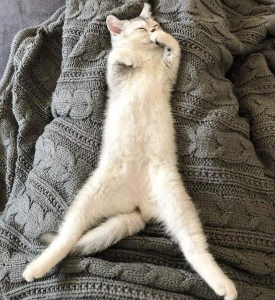 Смешно - Прикольные спящие коты