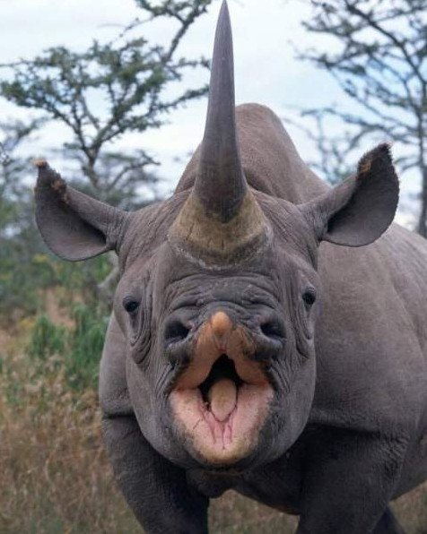 Смешно - Забавнй носорог