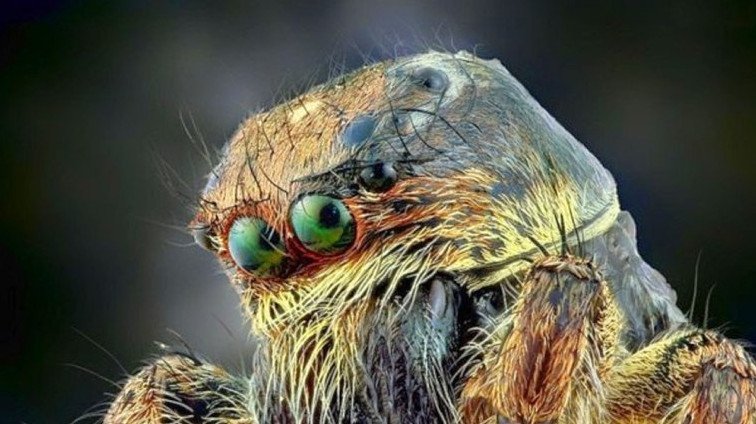 Смешно - Забавнй паук