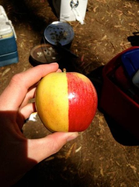 Юмор: Интереснейшие и забавные фото с просторов интернета: Рынок на Галапагосских островах