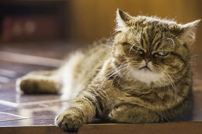 Смешно - Забавные фото животных с ироничными подписями: обрисовывающие нас совместно