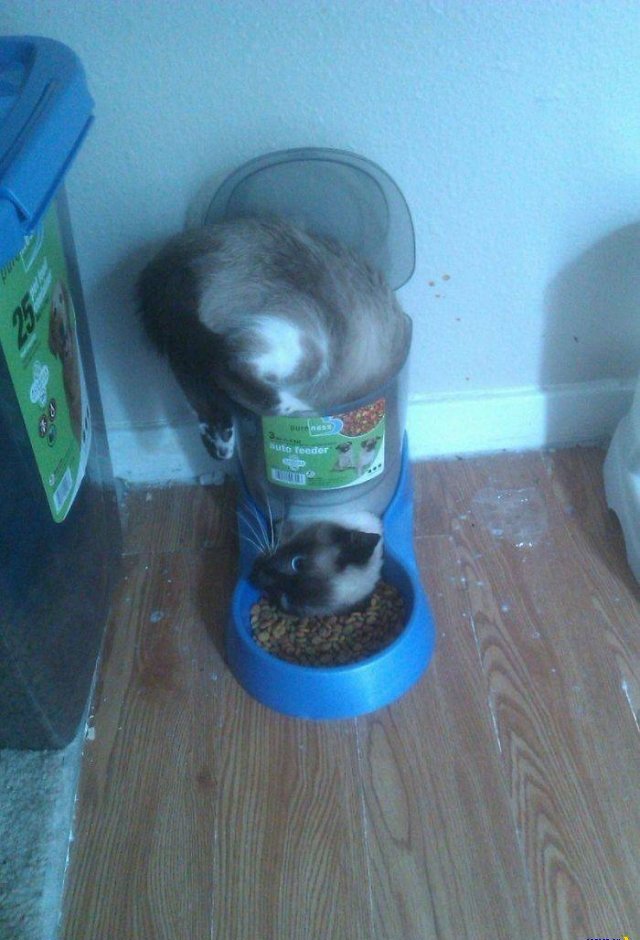 Подозрительные и непутевые кошки на фото.