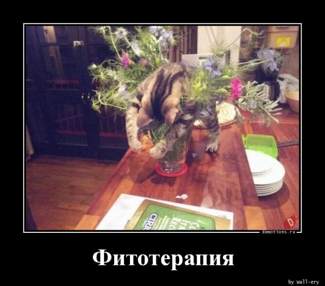 Прикольные демотиваторы для всех и на разные темы