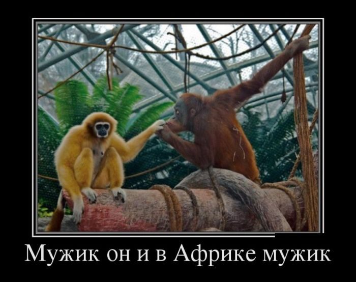 Лучшие демотиваторы!