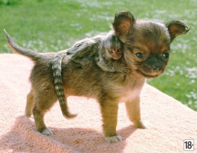 Прикольные фото дня