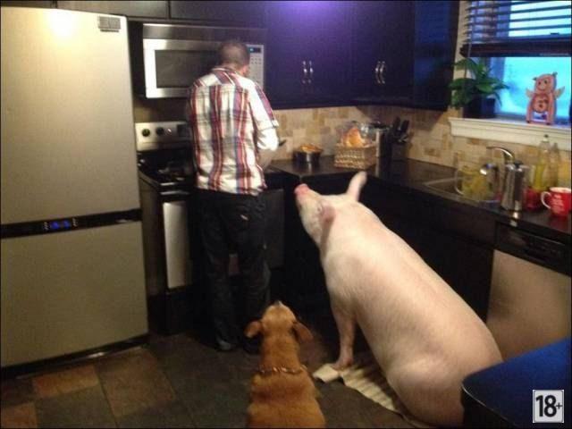 Прикольные фото дня